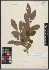 Foto von Salix appendiculata Vill.